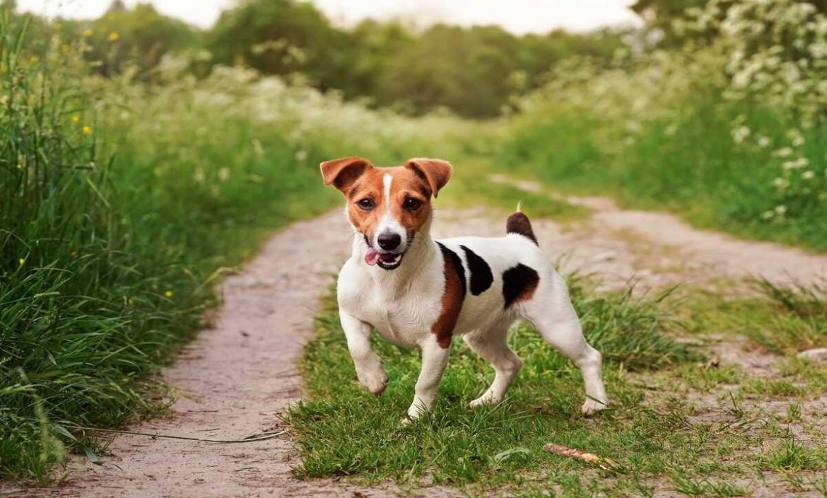 jack-Russell