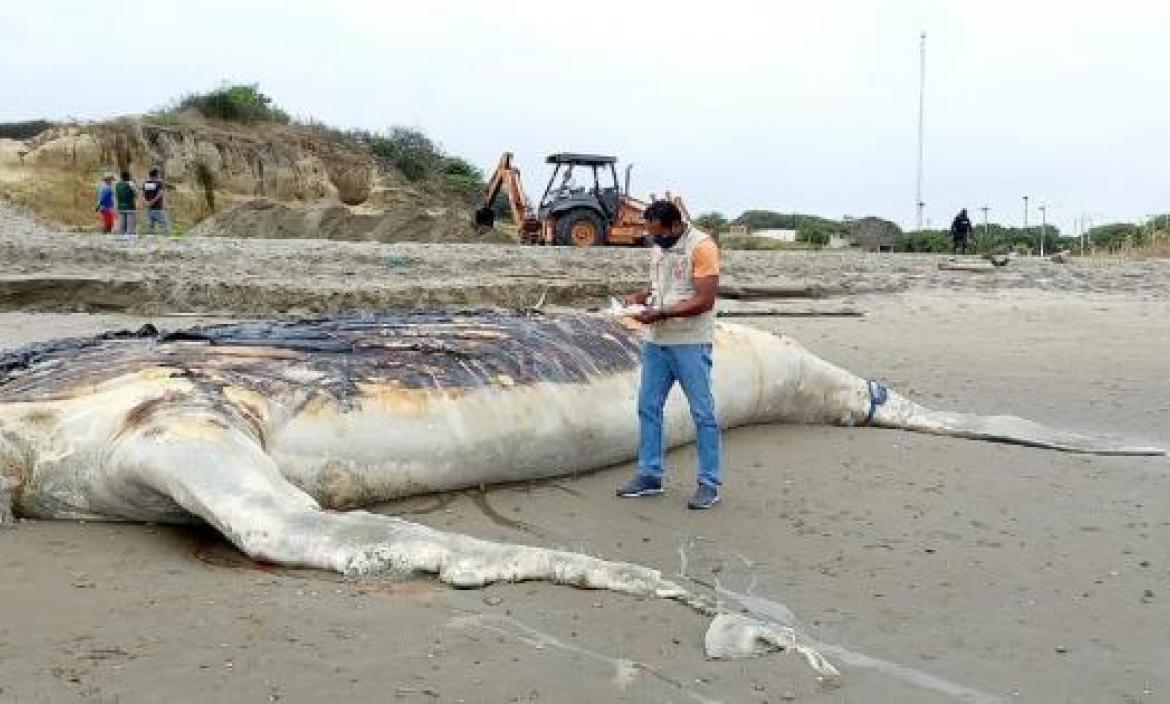 La ballena se varó en las costas ecuatorianas.