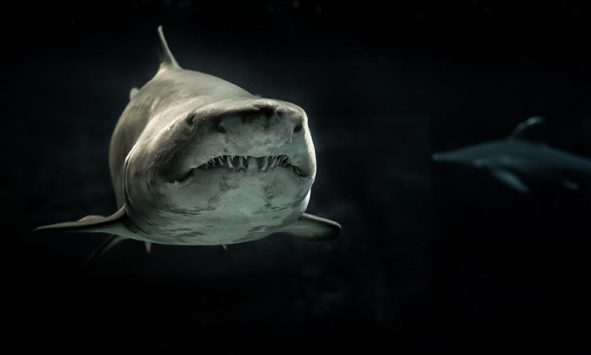 Se conoce a la primer víctima de la mordedura de un tiburón.