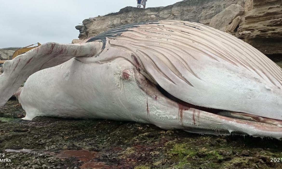 La enorme ballena que fue encontrada muerta en las costas de Ayangue (1)
