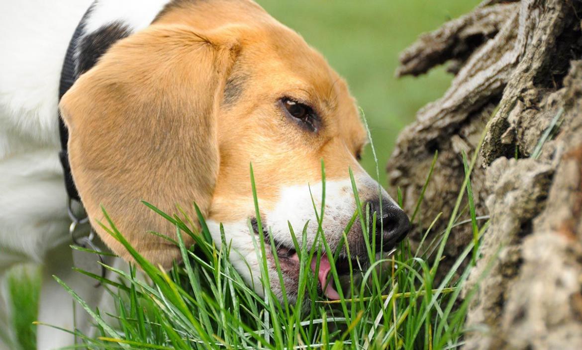 mascotas-perros-comer-hierba-causas-XxXx80