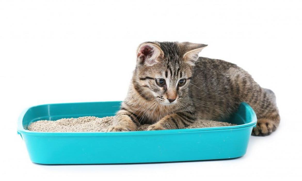 Para el gato, caja de arena cómoda y privada