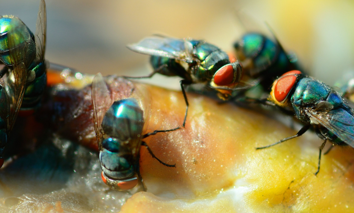 Descubren un tipo de muerte celular desconocido en los intestinos de la mosca