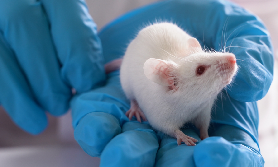 Prueban con éxito en ratones células madre para atacar el glioblastoma