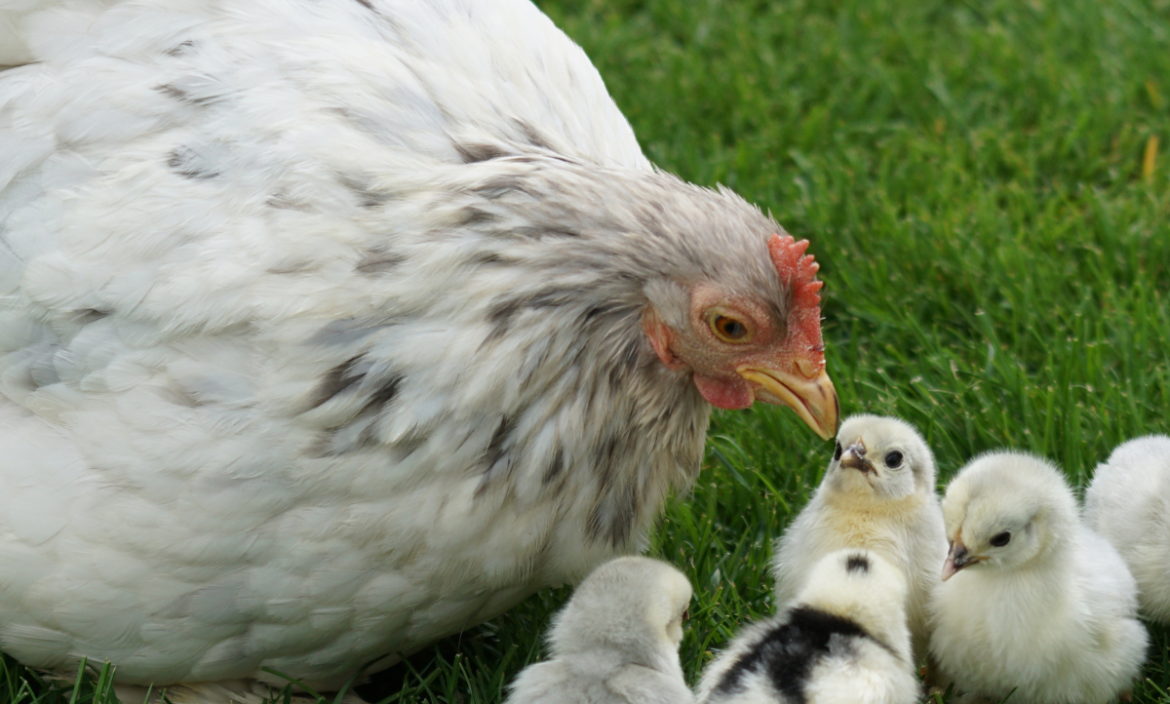 El cannabis podría evitar el uso de antibióticos en pollos, según estudio