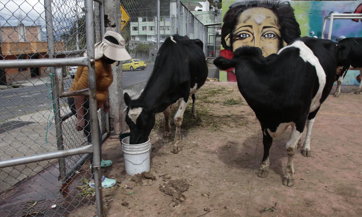 Vacas robadas - Quito - Policía