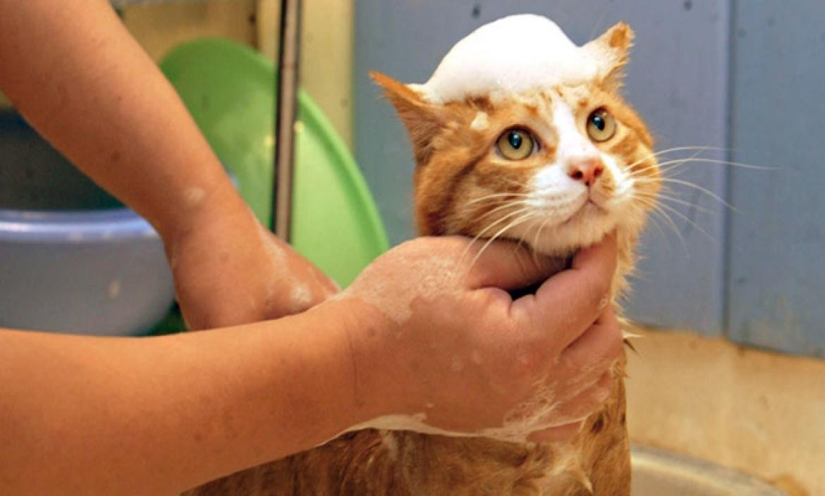 baño gato