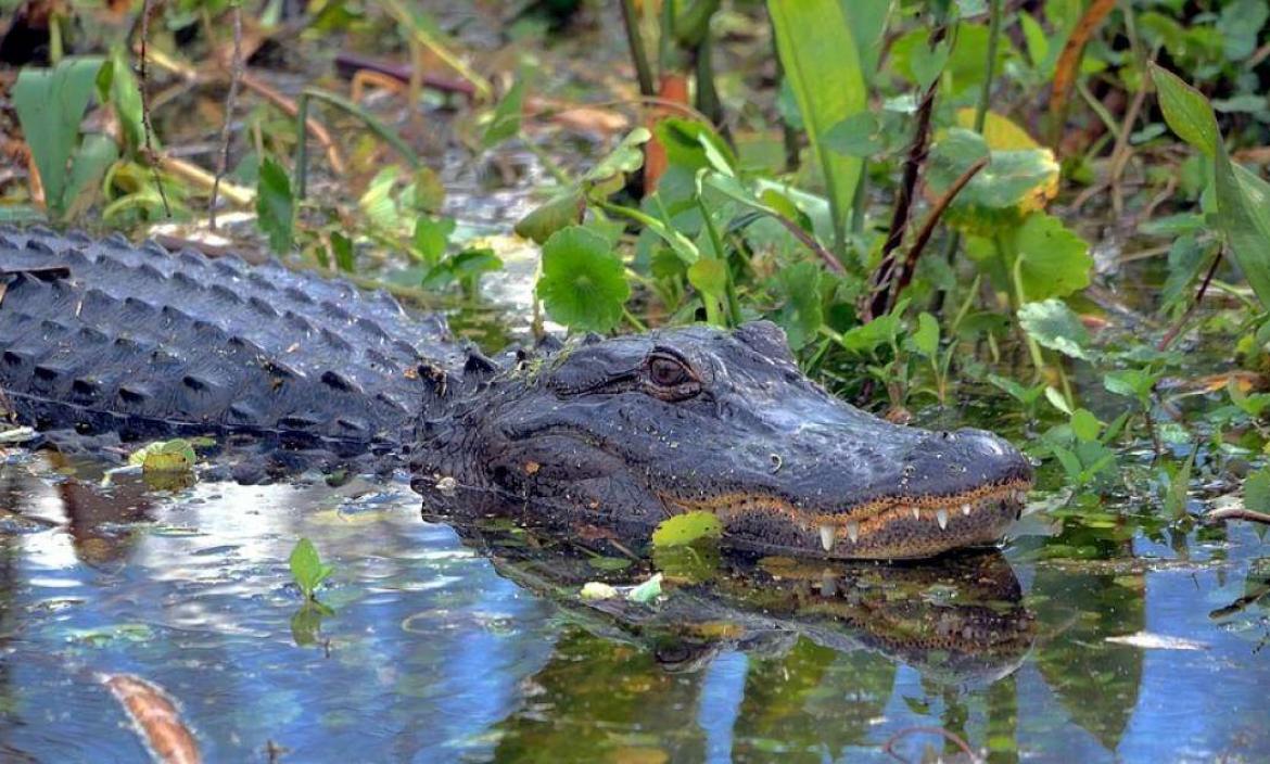 Sacrifican a los 2 caimanes que mataron a un anciana de 80 años en Florida