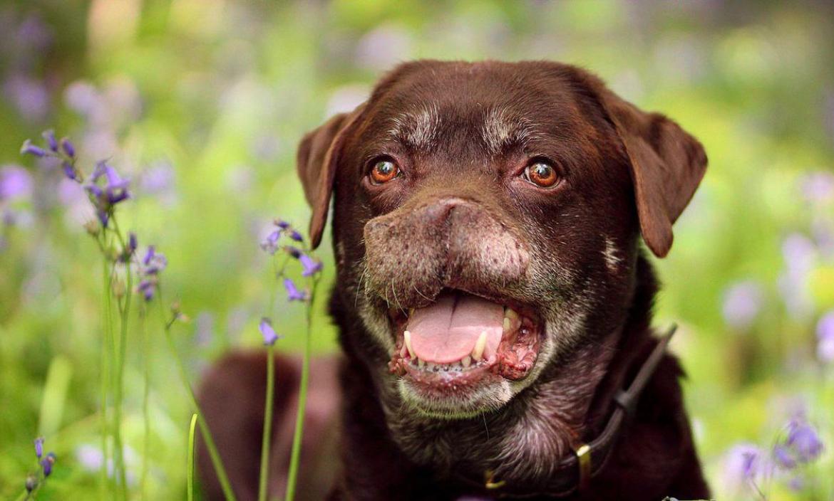 A pesar de que un perrito perdió la nariz por el cáncer, es un 'boom' en las redes sociales