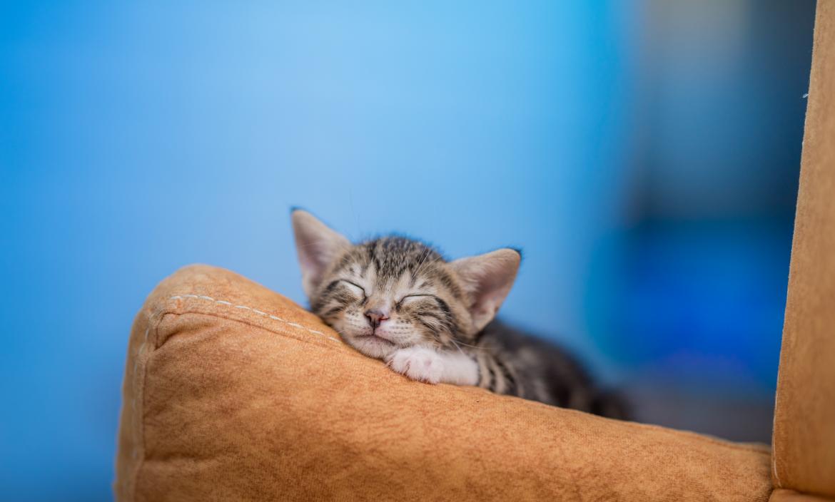 closeup-of-cute-kitten-resting-on-sofa