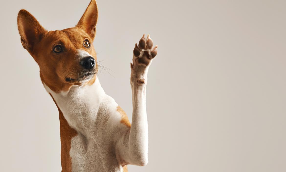 adorable-brown-and-white-basenji-dog-smiling-and-giving-high-five-isolated-on-white
