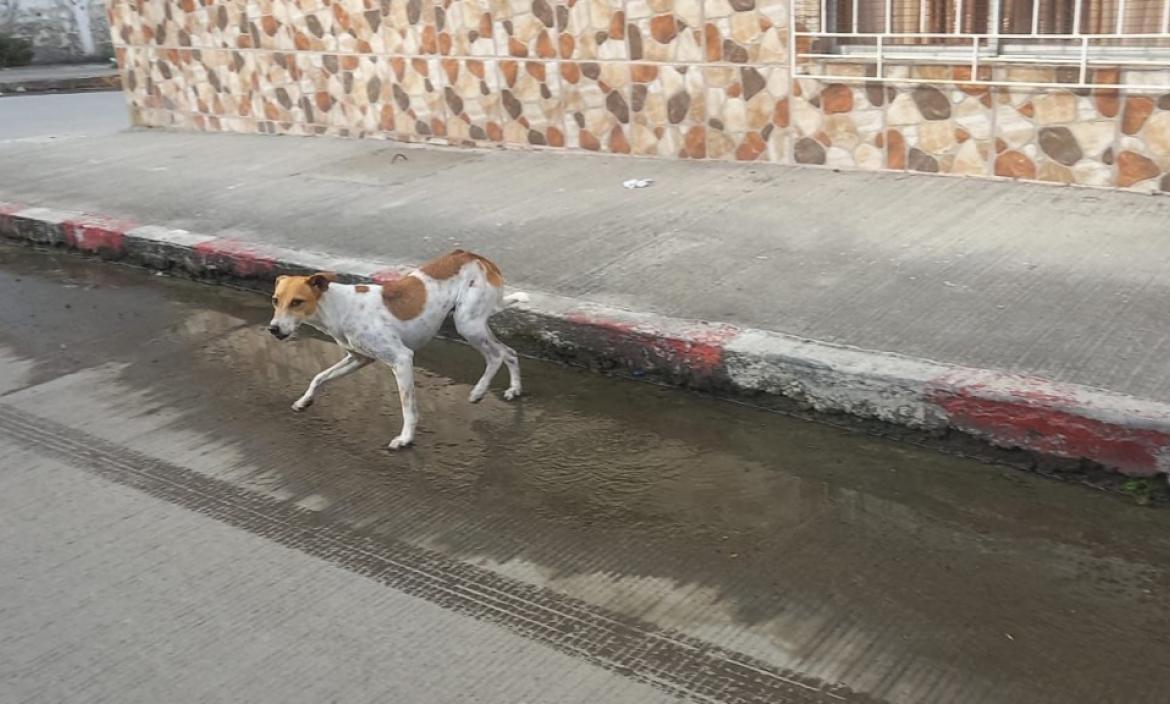 Esmeraldas: Rescataron a un perro que se encontraba atrapado entre dos paredes