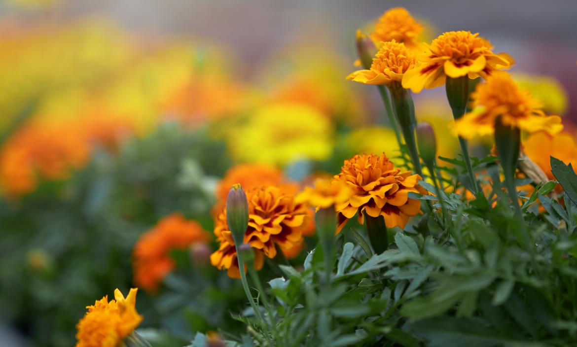 close-up-of-marigold-blooming-in-pots-at-greenhouse