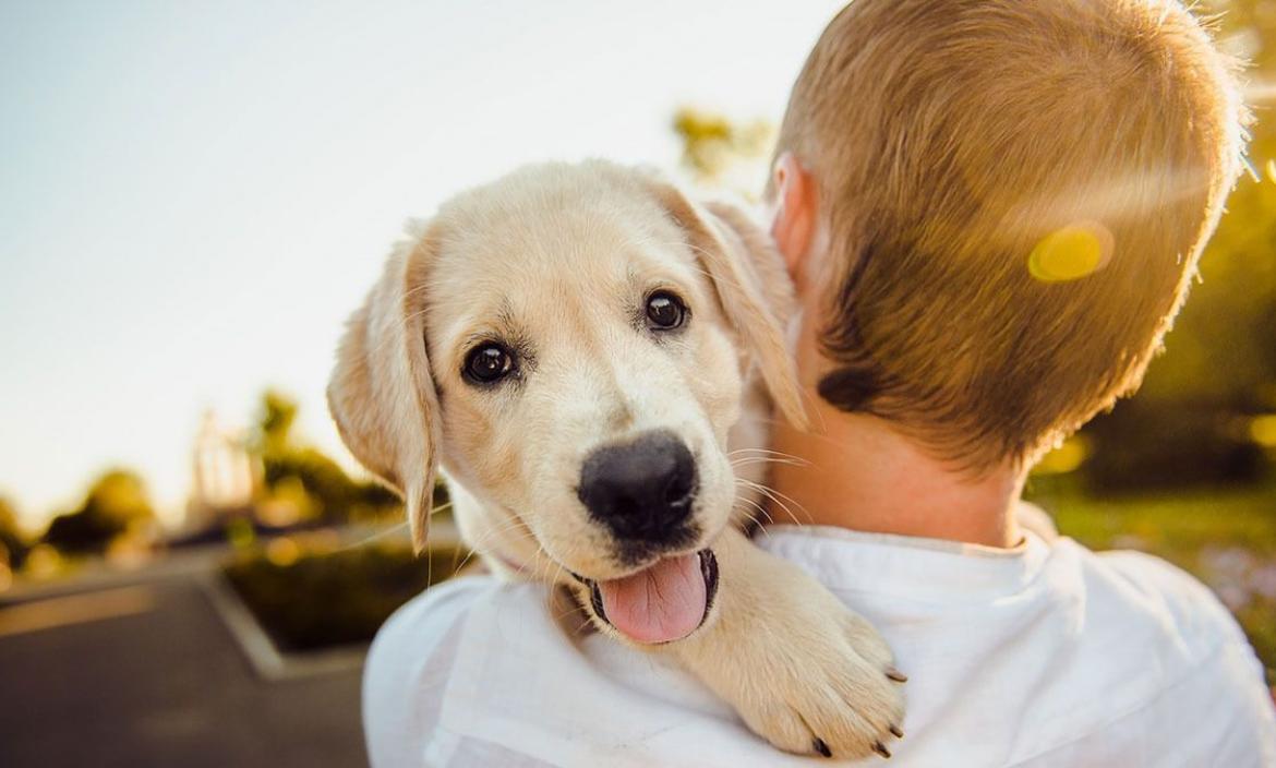 Los perros 'lloran' de alegría al reunirse con sus propietarios