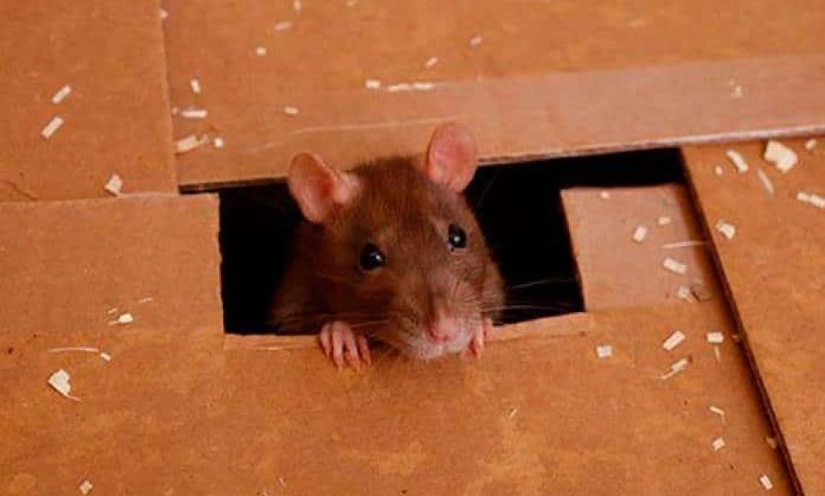 Científicos chinos diseñan roedor con reordenamientos cromosómicos completos