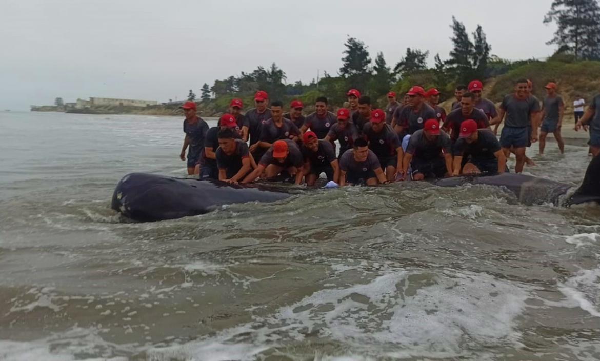Militares devolvieron una orca al mar