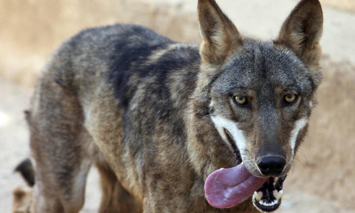 Los lobos también pueden sentir (y mostrar) afecto por las personas