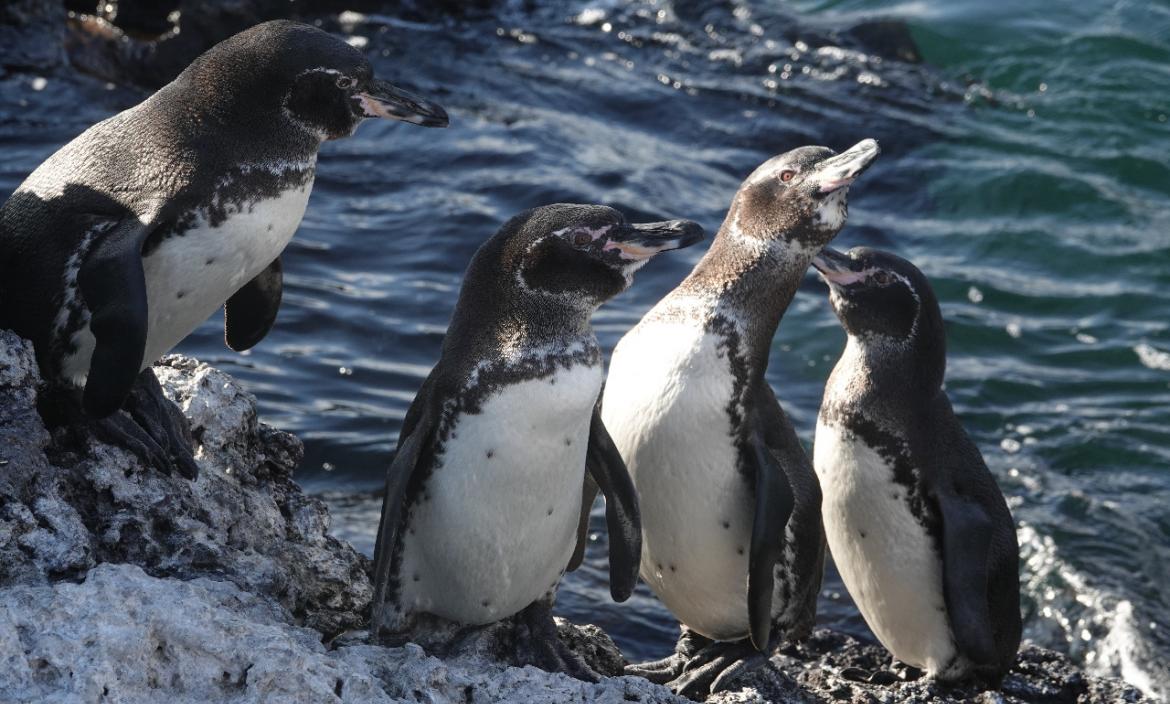 Museo bendición lavar Galápagos: investigadores revelan el aumento en la población de pingüinos