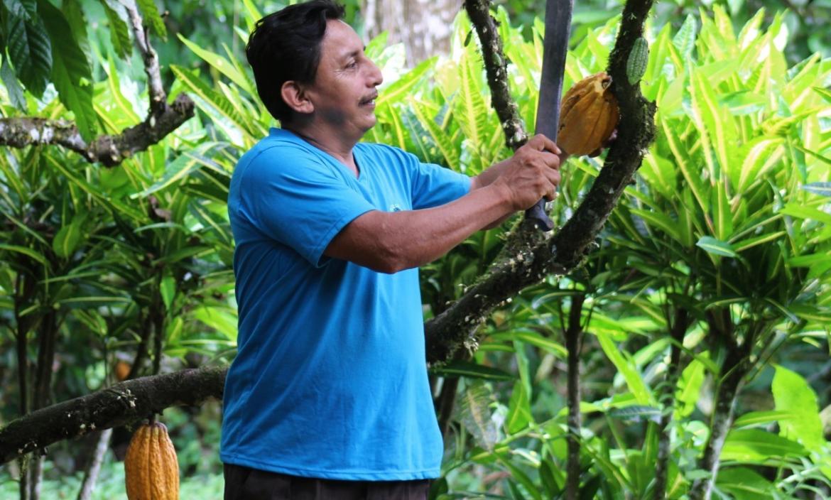 cacao agricultor