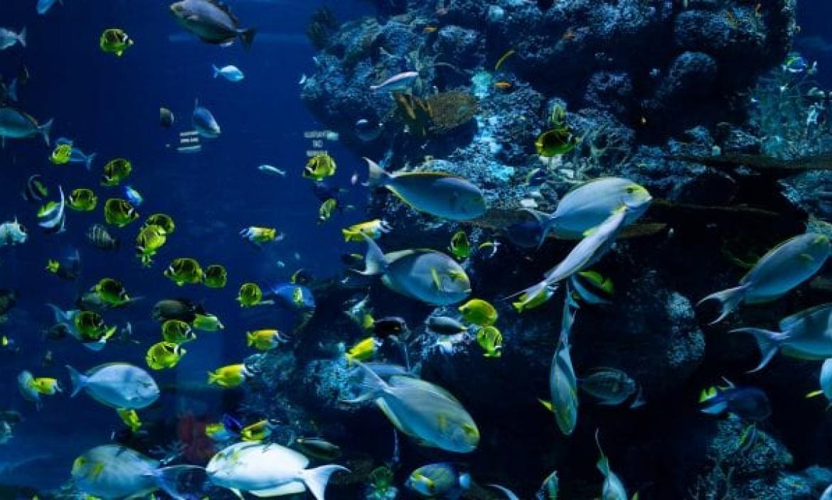 Descubren que unas bacterias marinas hunden el carbono en fondos oceánicos