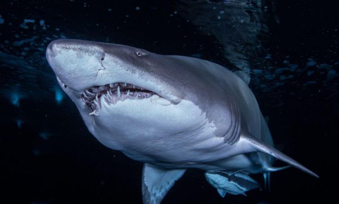 Un tercio de los tiburones conocidos podría extinguirse en los próximos años