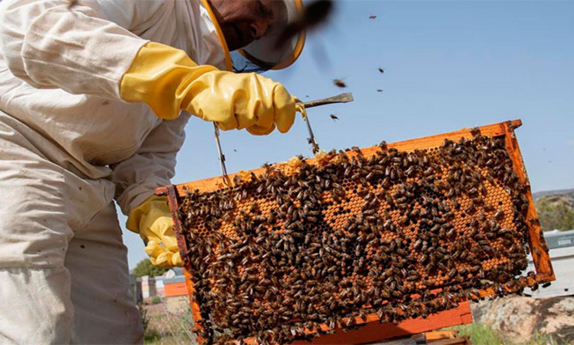 Las abejas melíferas viven hoy la mitad que hace 50 años