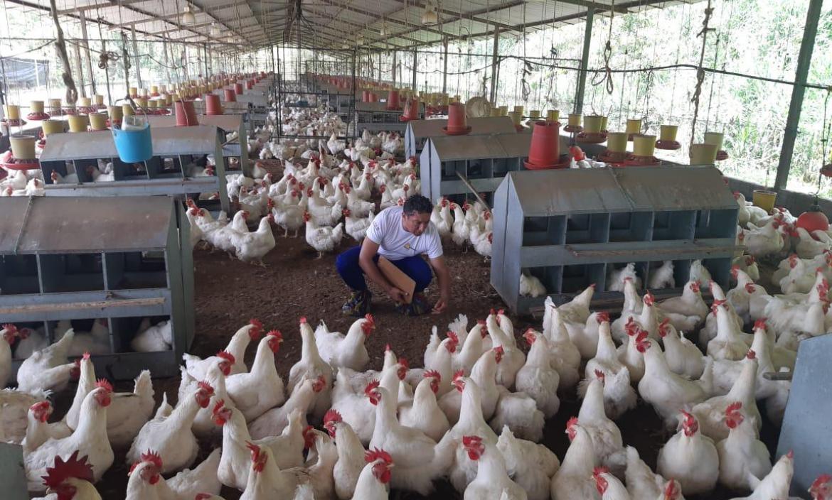 Unas 180.000 aves serán sacrificadas ante el brote de la gripe aviar