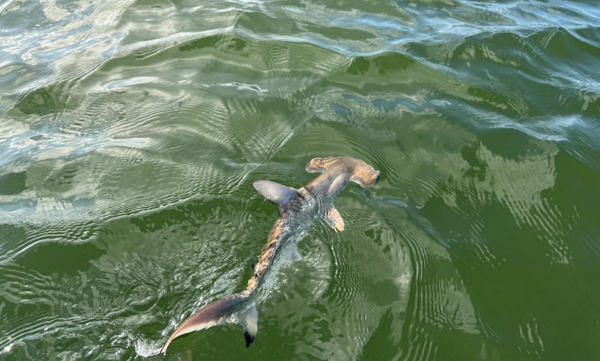 Descubren una nueva 'guardería' de tiburones martillo en las Islas Galápagos