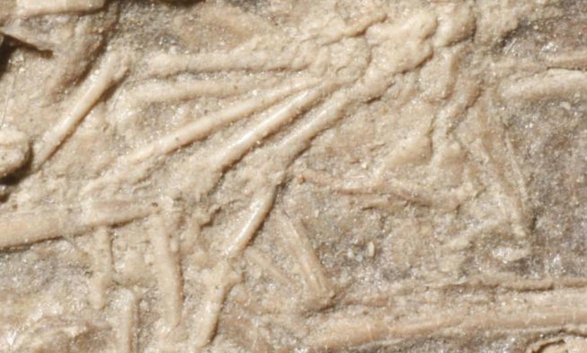 fosil-de-la-caja-toracica-de-un-microrraptor-con-restos-de-un-mamifero-en-su-interior.r_d.1658-1050-3831