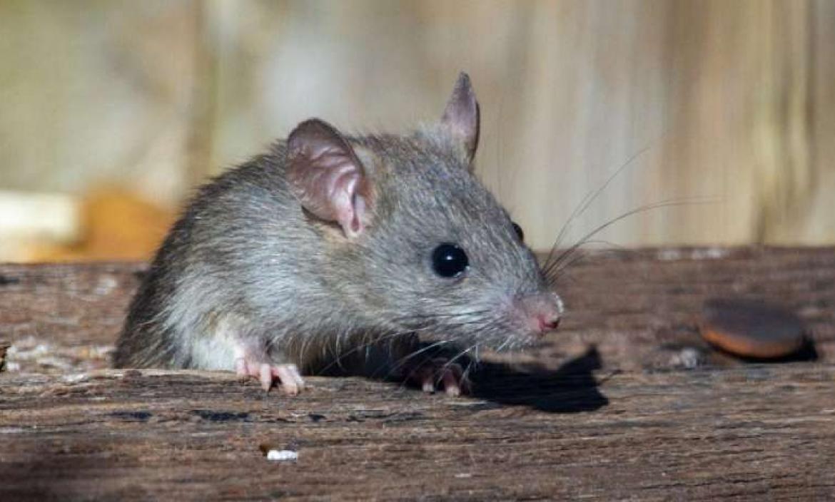 Un mecanismo cerebral permite a ratones escapar rápidamente a un refugio