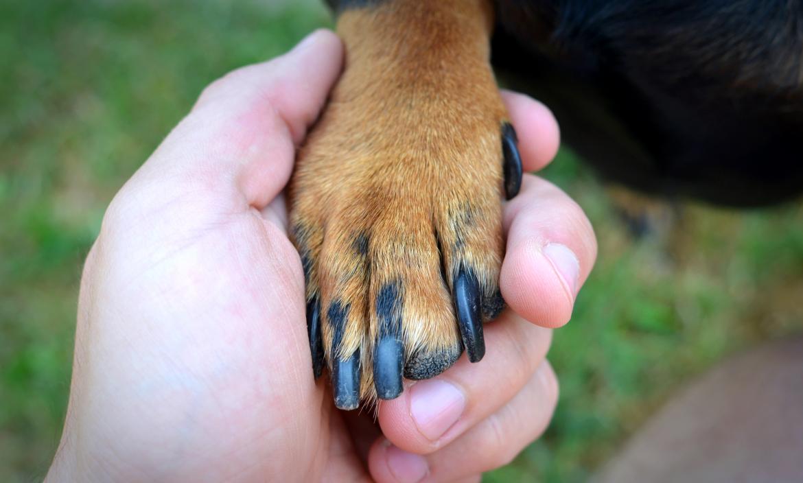 human-s-hand-and-dog-s-paw-handshake