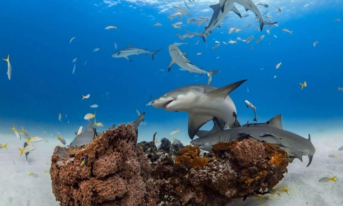 Los arrecifes de coral, en riesgo de perder sus tiburones y rayas