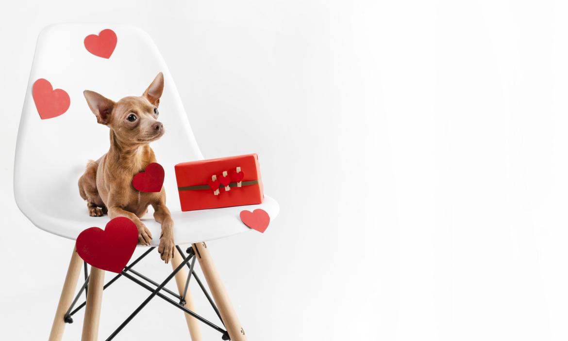 retrato-pequeno-perro-chihuahua-sentado-silla