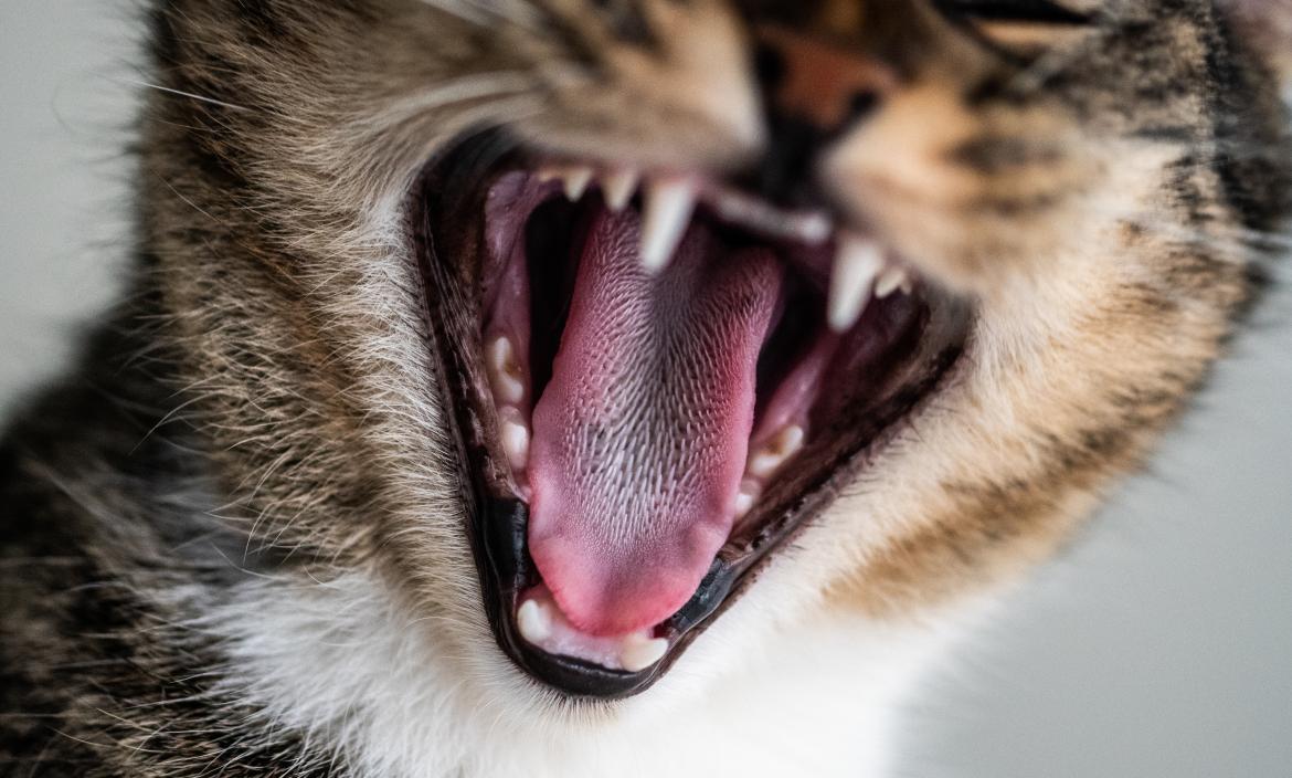 primer-plano-lindo-gatito-domestico-bostezando-mostrando-sus-dientes-lengua