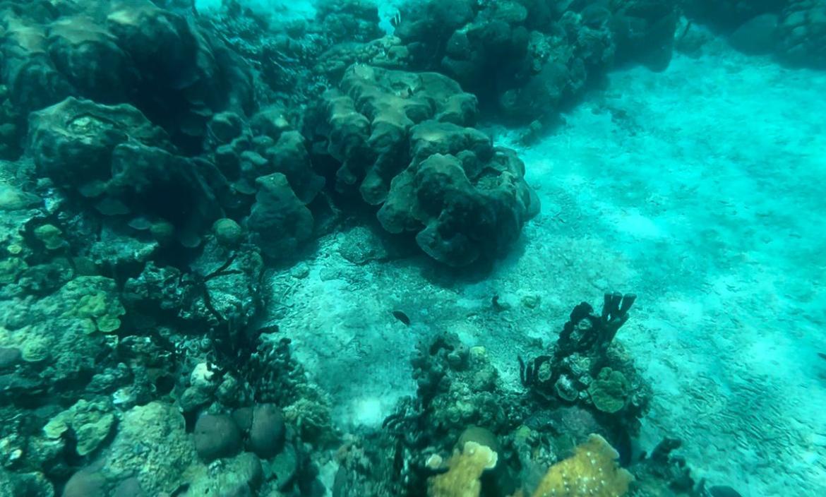 Barrera de coral de colombia