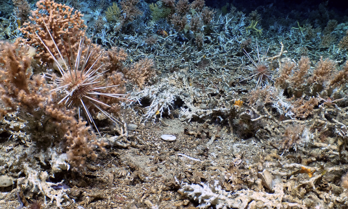 Descubren coral en Galápagos