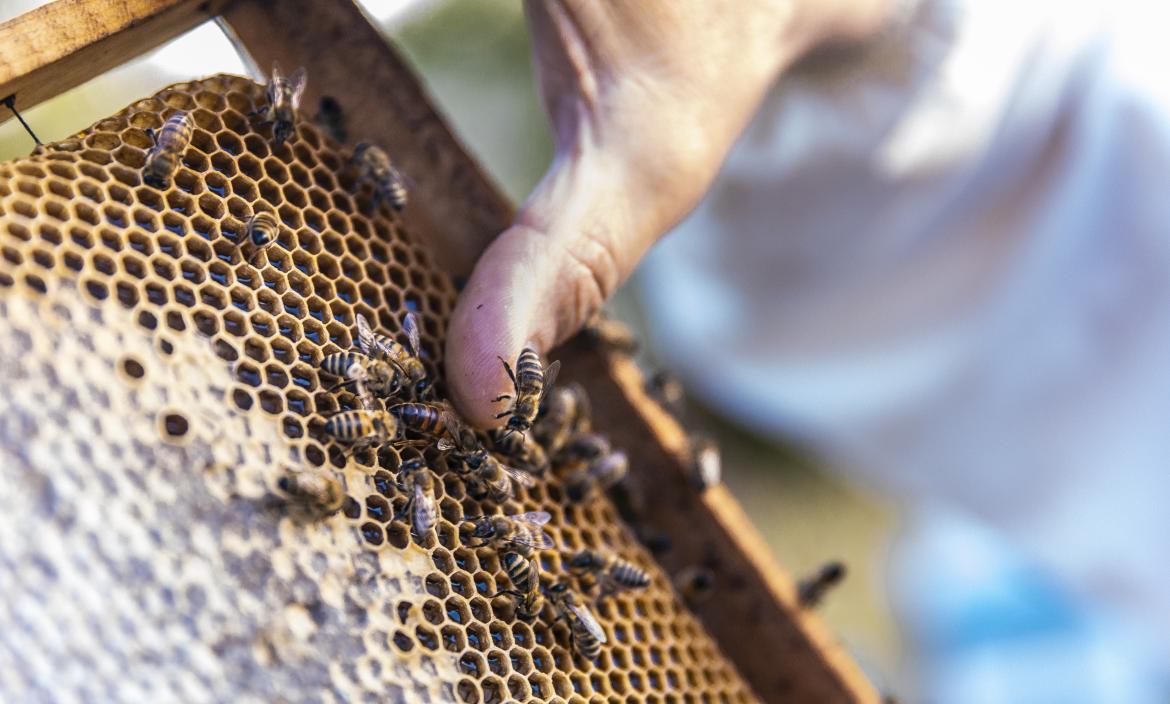 abejas-caminando-sobre-colmenas-abejas-madera