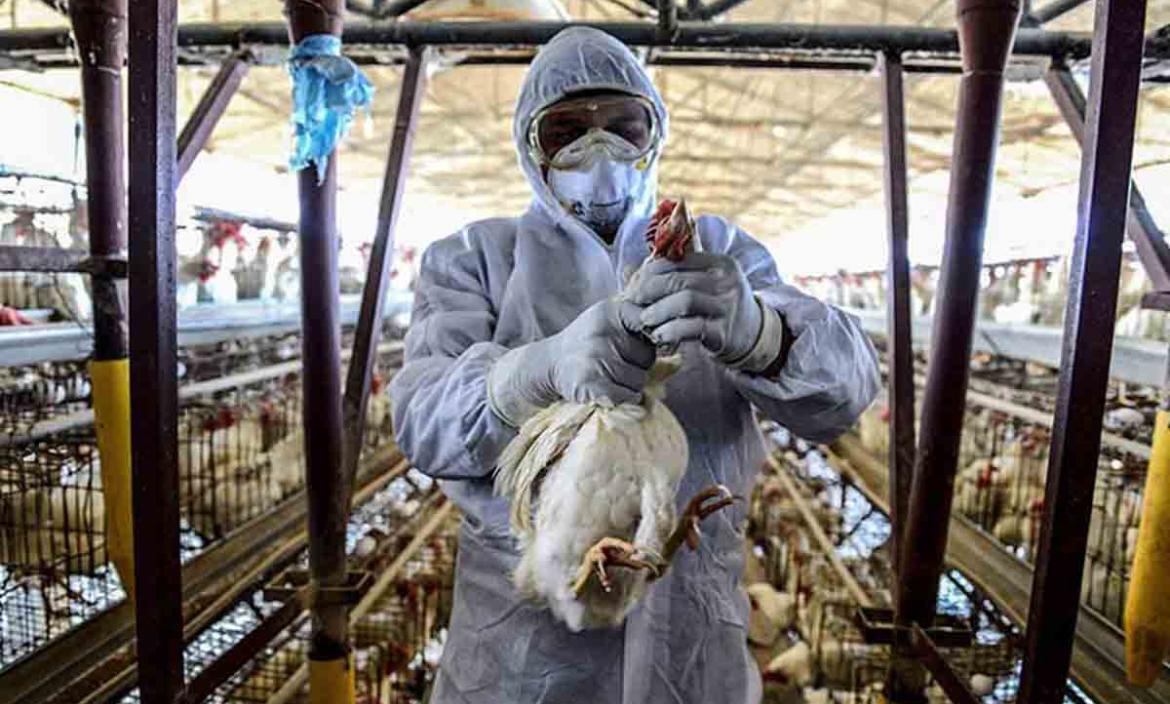 Gripe-aviar-pandemia