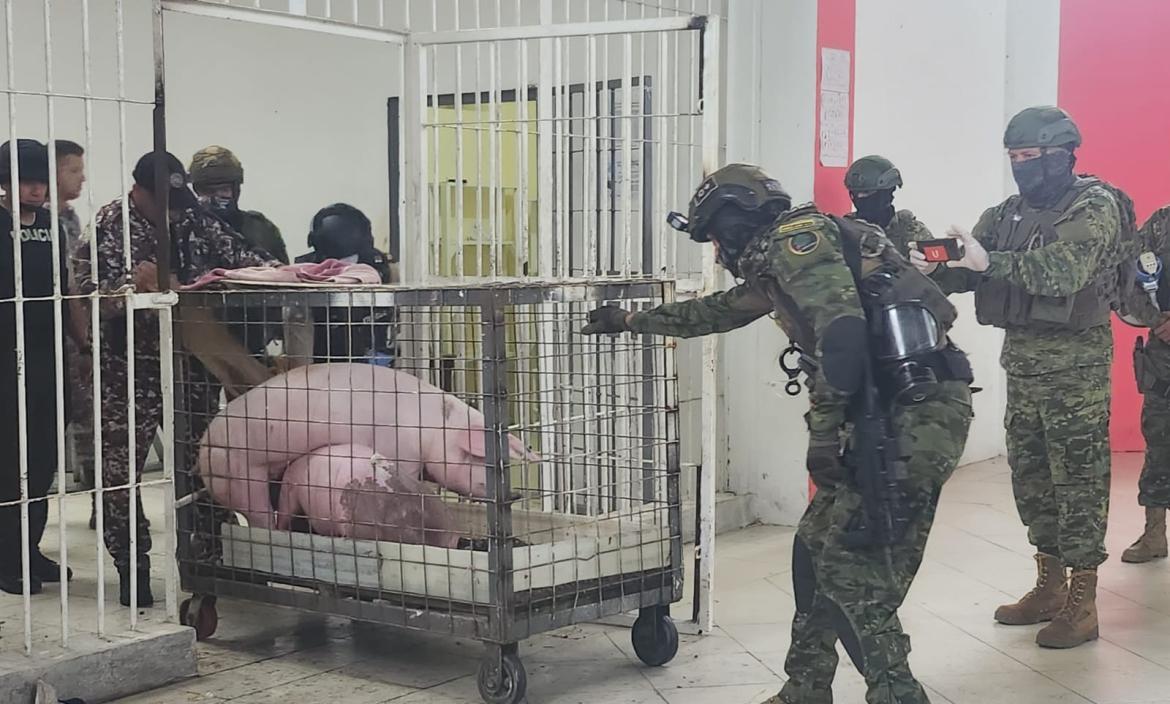 Cerdos en la cárcel de Santo Domingo