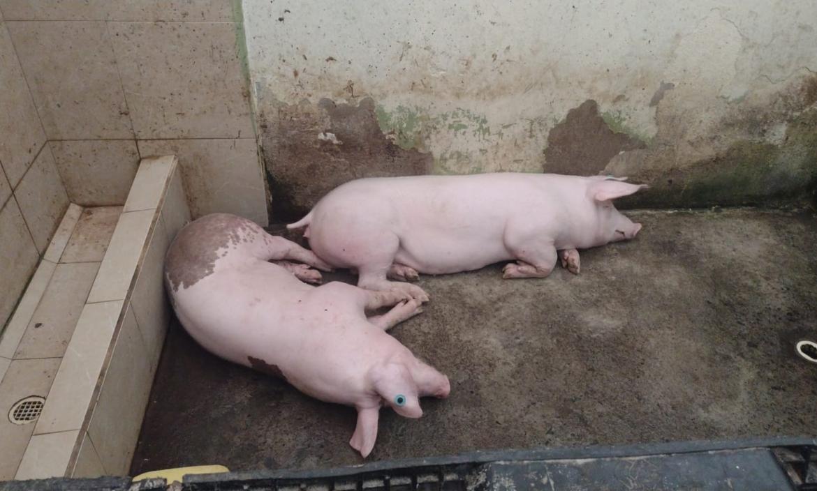 Cerdos fueron decomisados de la cárcel de Santo Domingo.