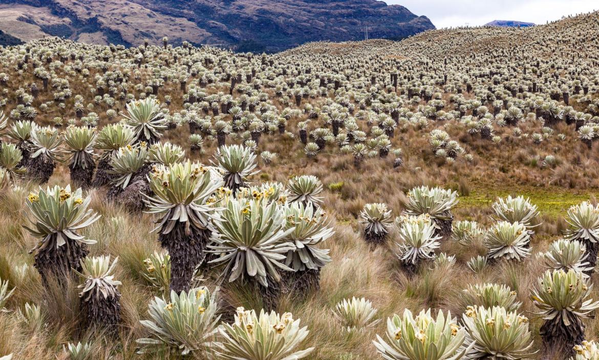 Páramos Ecuador