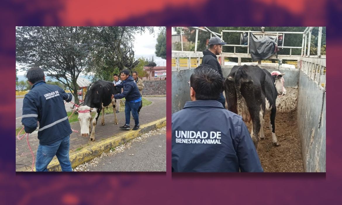 La joven vaca fue atendida por especialistas y luego pasó a manos de un nuevo cuidador.