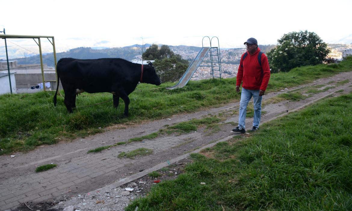 En el parque del barrio Salvador Allende hay una vaca que dejan todos los días.