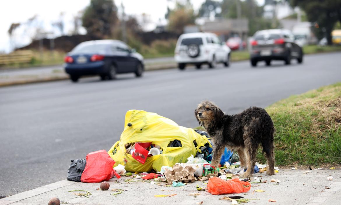 Los perros son dejados en la avenida Simón Bolívar, en el ingreso a la ciudadela La Forestal, en el suroriente de Quito.