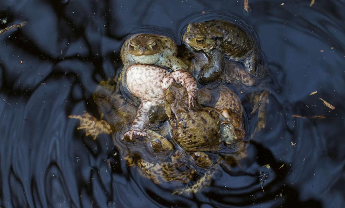 En medio del caos, las ranas hembras corren el riesgo de quedar atrapadas en 