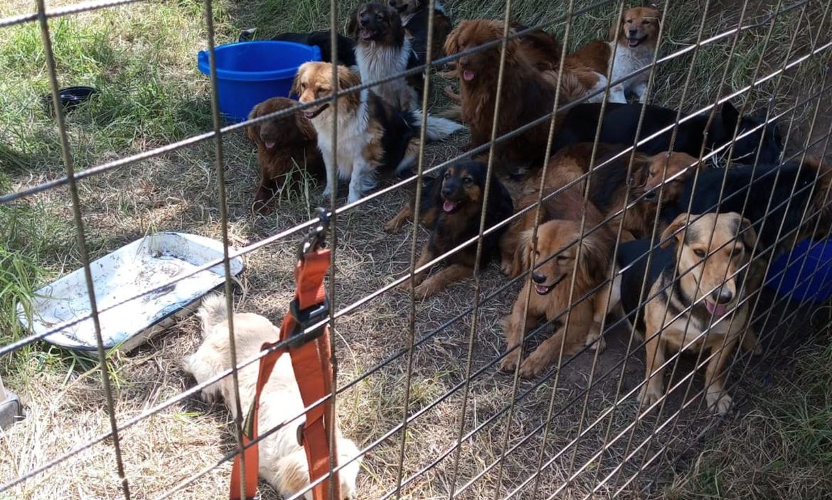 Robo de 23 perros en Conocoto