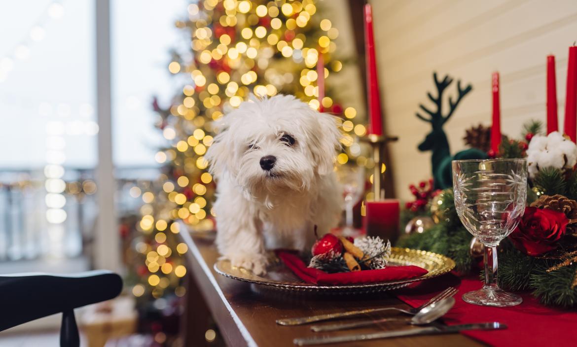 pequeno-terrier-blanco-mesa-decorativa-navidad-vista-cercana