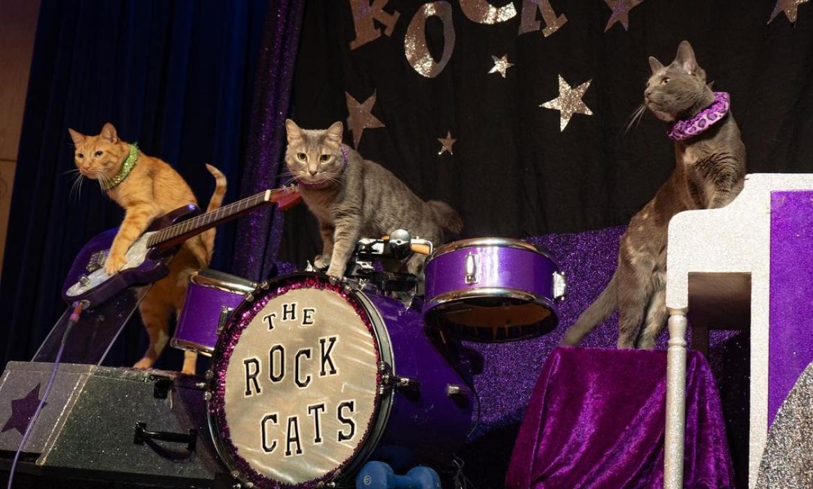Los integrantes de The Rock Cats en un concierto.