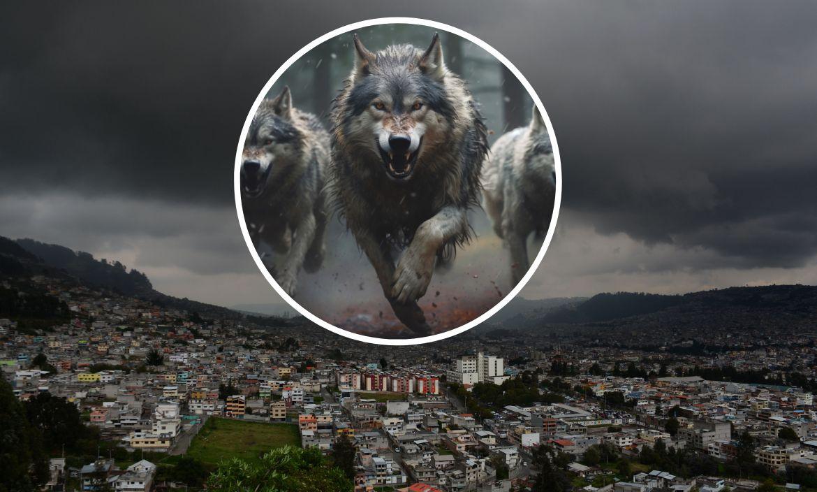 Los Lobos - investigación - Quito