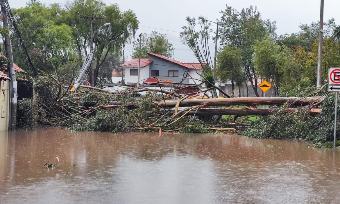 El fuerte temporal provocó hasta caída de árboles.